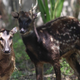 Illustration for article titled Two of the world's rarest mammals photographed for the very first time